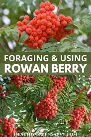 mountain ash berries rowan berry 8