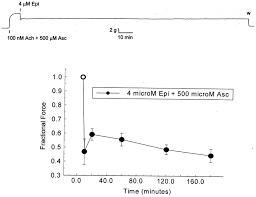Effect Of 500 M Ascorbate On Prolonged 4 M Epinephrine