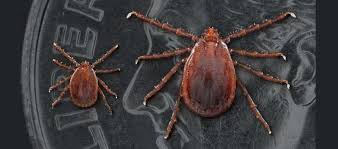 New Tick Species Spreading In The United States Mpr