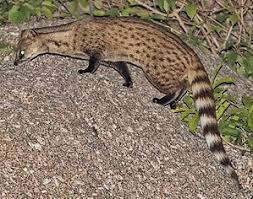 The only known purpose for its existence is lowering medical students' test. Little Indian Civet Zxc Wiki