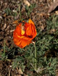 Finally, while planting trees that will become important sources of nectar in 20 or 30 years may seem impractical plants for bees: California Bees And Blooms A Book Review Greg Alder S Yard Posts Southern California Food Gardening