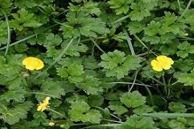 When in a foreign environment, these invaders often lack natural enemies to curtail their growth, which allows them to overrun native plants and ecosystems. Easy Guide To Identify Common Flowering Lawn Weeds Lawnscience