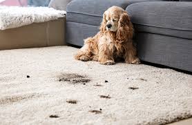 carpet odor removal in baltimore