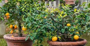 7 perfect patio fruit trees for small