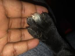 It's made of keratin, which is a protein that makes up the top layer of the skin. Hi I Wanted To Know If This Is Normal For My Puppy S Tail To Be Hairless And Her Paws I Noticed As I Was Washing Her Last Night Her Petcoach