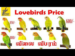 Videos Matching Top 10 Expensive Lovebirds Revolvy