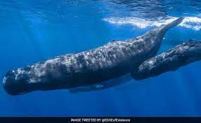 whale vomit worth rs 10 crore seized in
