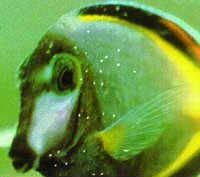 47 Best Fish Disease Images Fish Aquarium Fish Fish Care