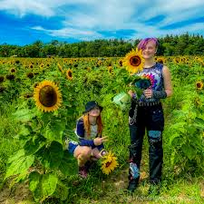 Best Sunflower Fields In Minnesota
