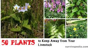 50 Toxic Plants The Silent Slayers At