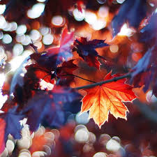 autumn leaves ipad wallpapers free