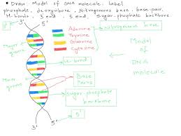 solved draw a model of a dna molecule