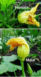 Can you mention some examples of these flowering plants? How To Tell The Difference Between Male And Female Squash Blossoms
