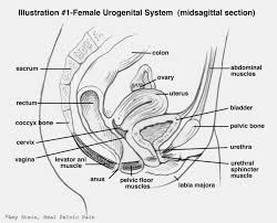 Female Pelvic Floor Anatomy Diagram Get Rid Of Wiring