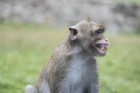 portrait of smiling and laughing monkey