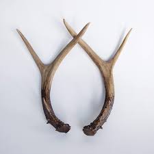 Antlers - Faux Taxidermy Antler Decor ...