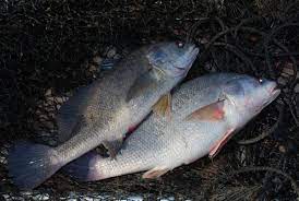 lowly freshwater drum makes good table fare