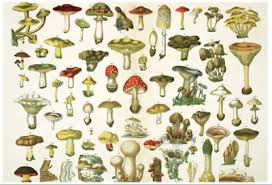 Vintage Repro Print Postcard French Mushroom Chart