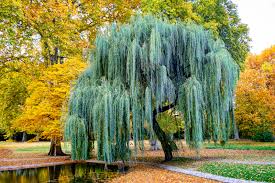 keys to the willow tree cultivation