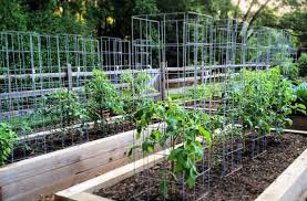 Ultimate Tomato Cage How To Diy Joe