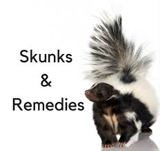 so your pet was skunked amherst