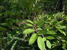 poison oak poison ivy and poison