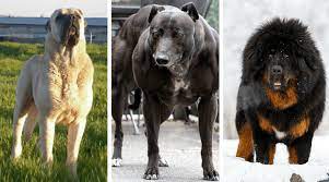 Discover the top strong dog breeds, what makes a dog strong, and which is the strongest dog in the world! Pin On Grace
