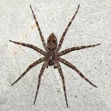 24 Best Arachnids Of Michigan Images Spider Spider