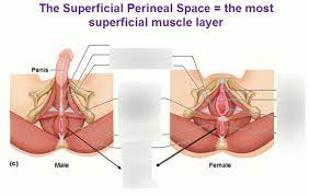 anatomy muscles of the pelvic floor
