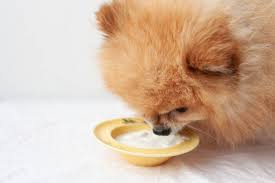 can dogs eat greek yogurt vet reviewed