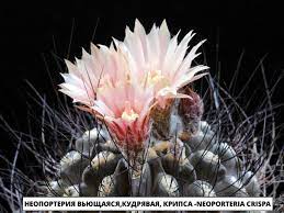 Неопортерия (Neoporteria): описание цветка, фото, особенности выращивания