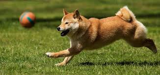 How Much Exercise Does A Shiba Inu Puppy Need With Examples