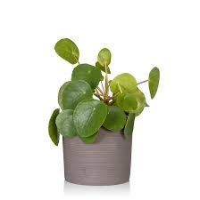 Indoor Plants That Are Safe For Pets