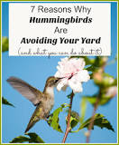 what-are-hummingbirds-afraid-of