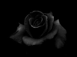 Black Roses Wallpapers - Top Free Black ...