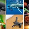Endangered Animals and Species That Need Protection