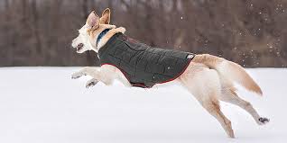 9 Best Dog Coats In 2019 For Winter And All Season
