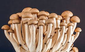 Tips For Growing Mushrooms Indoors