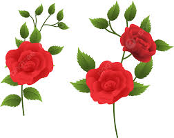 red rose flower ilration