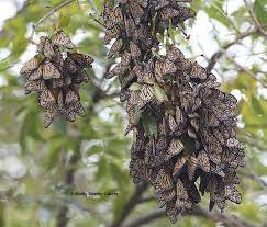 The Sad State of the Overwintering Monarch Population in California - Bug  Squad - ANR Blogs