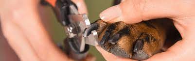 nail t and ear cleaning for dogs