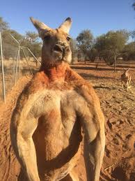 Image result for red kangaroo