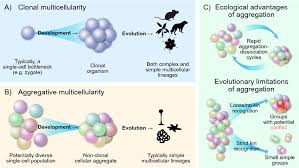 clonal and aggregative multicellularity