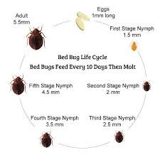 Bed Bug Life Cycle 7 Stages Of A Bed