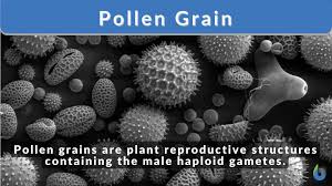 pollen grain definition and exles