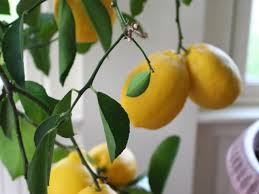 how to revive a fussy meyer lemon tree