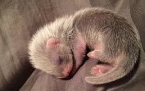 All About Ferret Babies