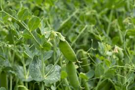 Macrocarpon) is a member of the bean family. How To Grow Sugar Snap Peas Clean Green Simple