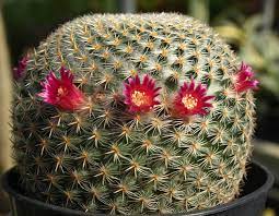 The flowers , yellow to orange and purplish and sometimes fragrant, are up to 8 cm (3 inches) across. Indoor Cacti Home Garden Information Center