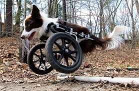 dog wheelchairs for front leg